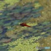 400ｍｍ昆虫撮影　３