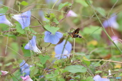 望遠でホウジャク　２