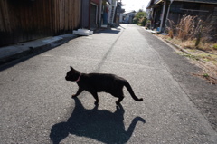 島の猫