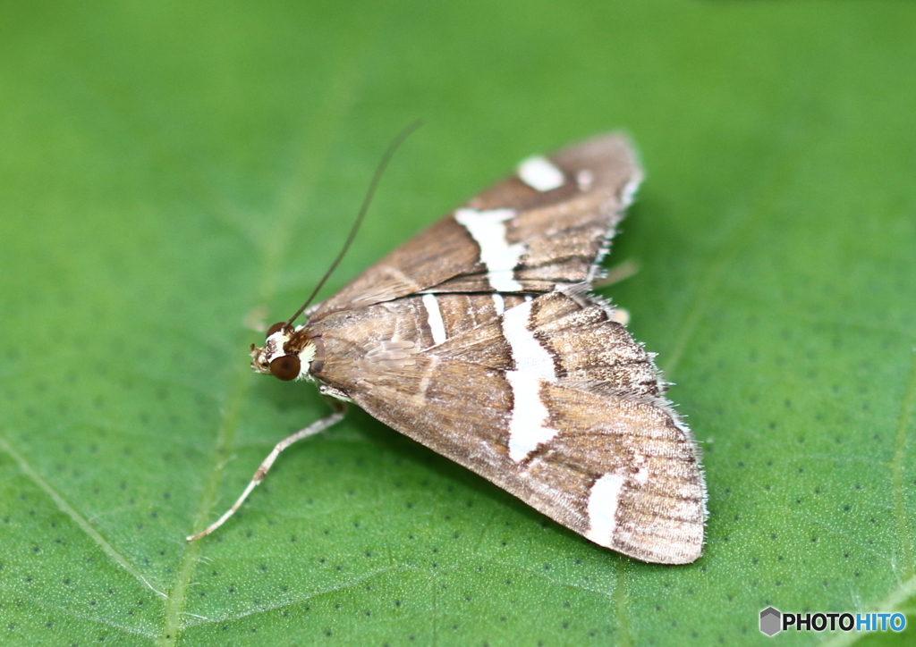 閲覧注意　シロオビノメイガ