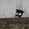 ハッカチョウ飛ぶ♪