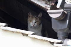 視線