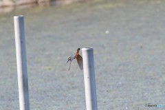 あ、飛び込むんですか！