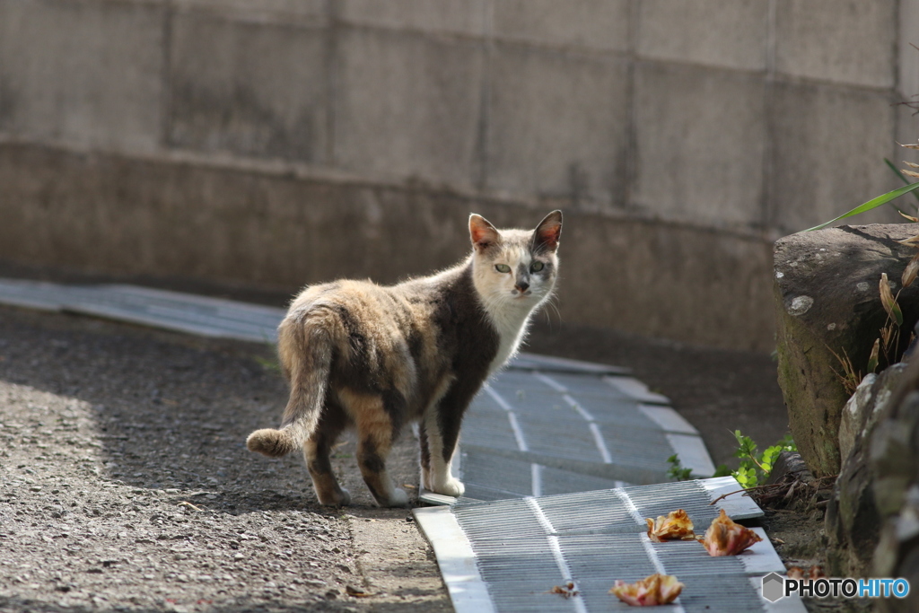 もう、帰るのかにゃ？