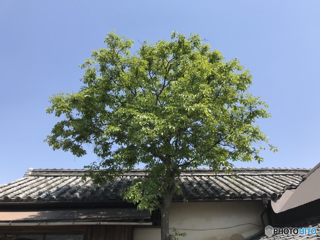 シンボルツリー