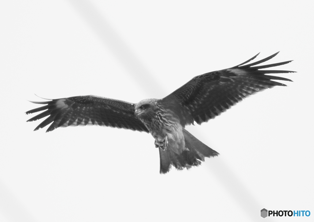 閲覧注意　鳶の食事風景