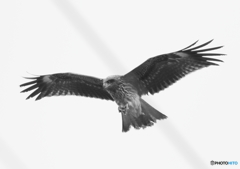 閲覧注意　鳶の食事風景