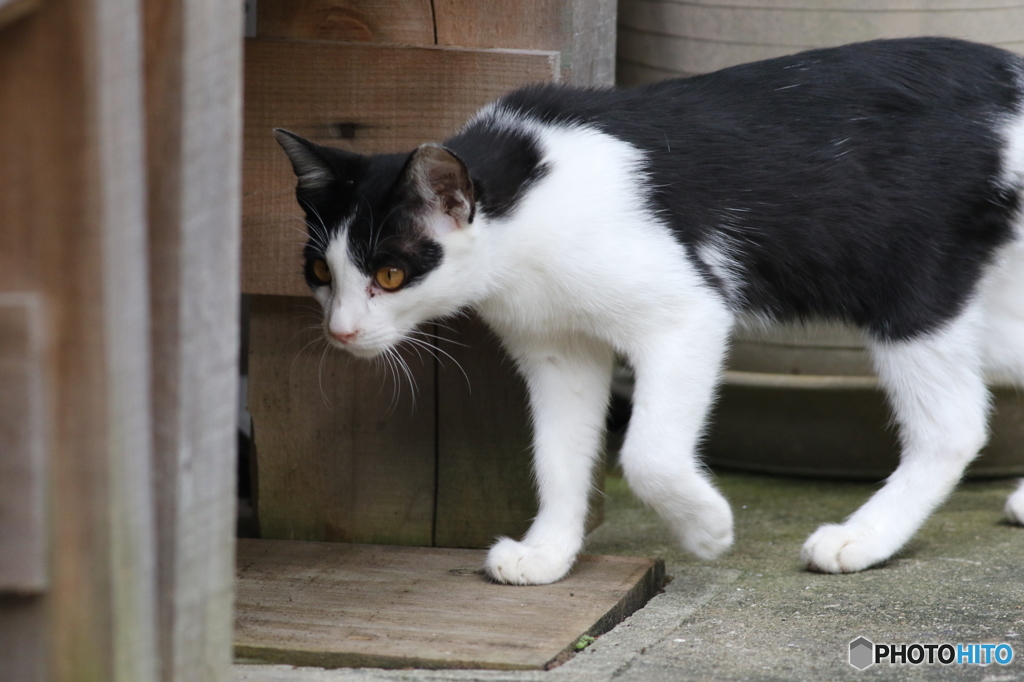 やっぱりやめとくにゃ