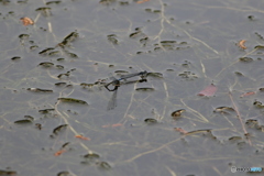 公園の池で
