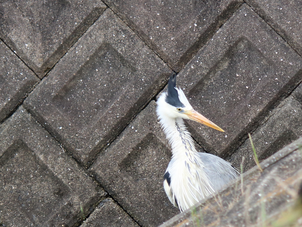 ああ、びっくりした！