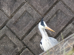 ああ、びっくりした！