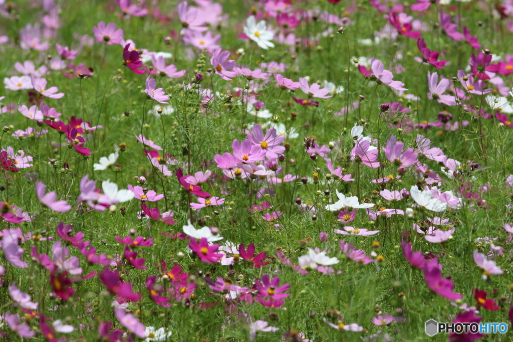 秋桜～～♪