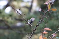 シジュウカラ　２