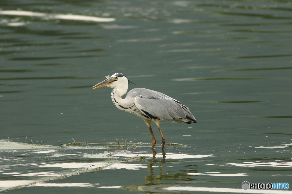 うんまい！大きい編