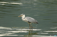うんまい！大きい編