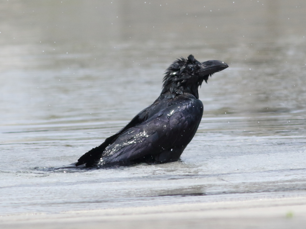 カラスの行水