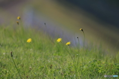 小さな花