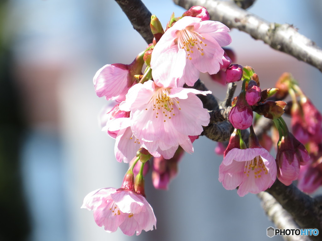 陽光桜