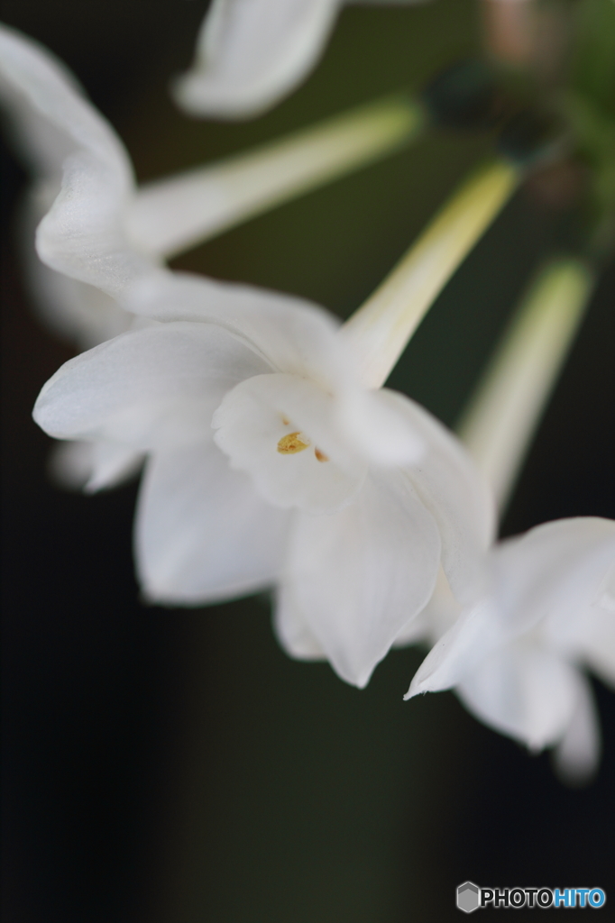 冬の花　静かに咲く