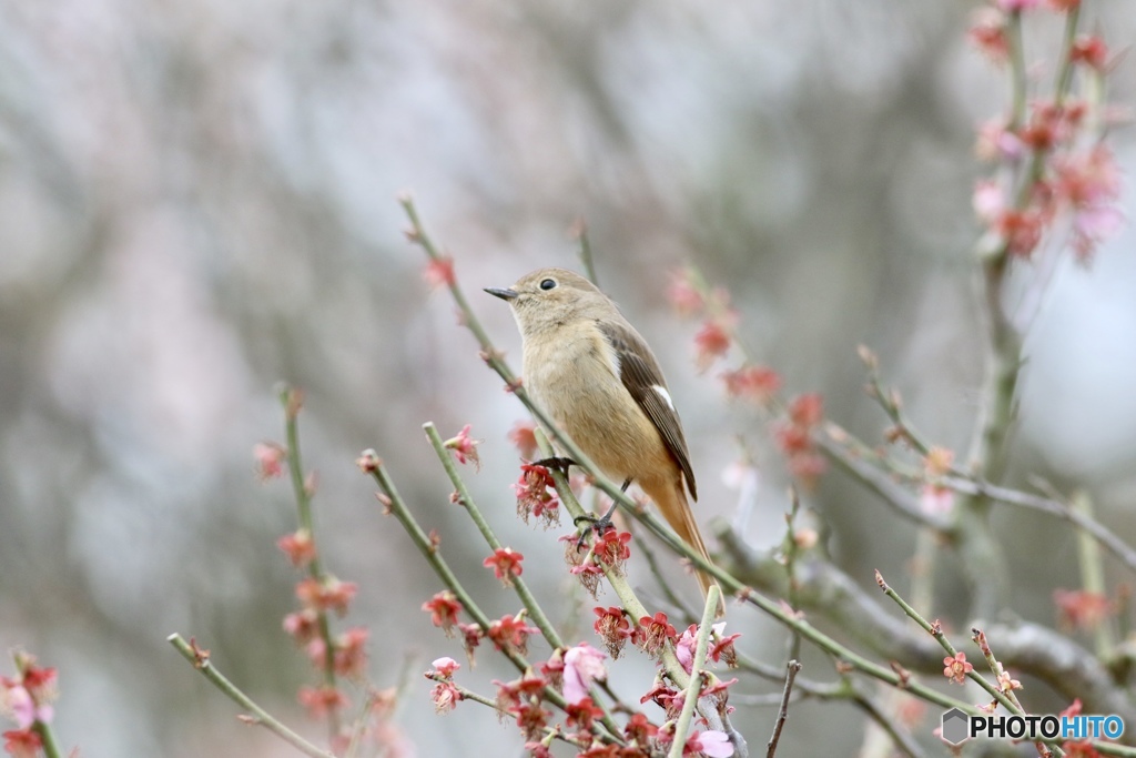 お願い桜に留まって