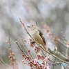 お願い桜に留まって