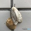 蛾　閲覧注意！