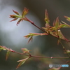 ９０mm 散歩　MOMIJI