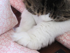 お鼻が寒い？
