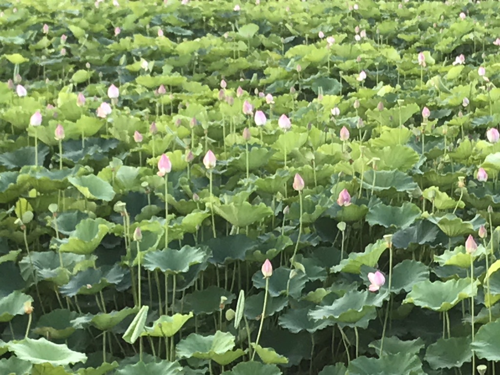 ため池に咲く  3