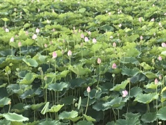 ため池に咲く 3