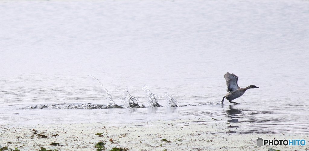 カイツブリ、水上を走る