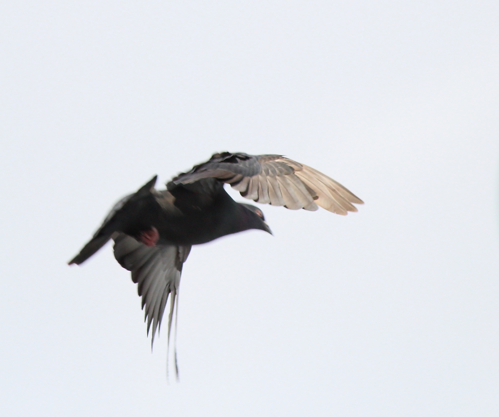 鳩