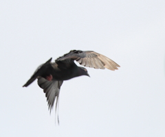 鳩