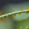 閲覧注意　キョウチクトウアブラムシ