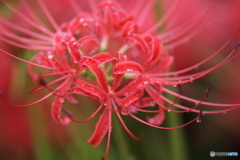 彼岸花　１