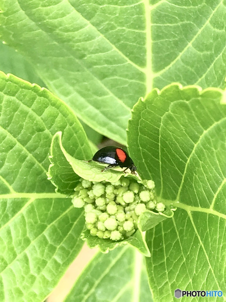 黒地に赤♪