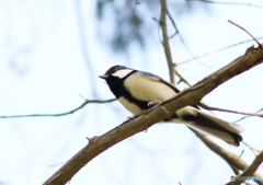 シジュウカラ　３