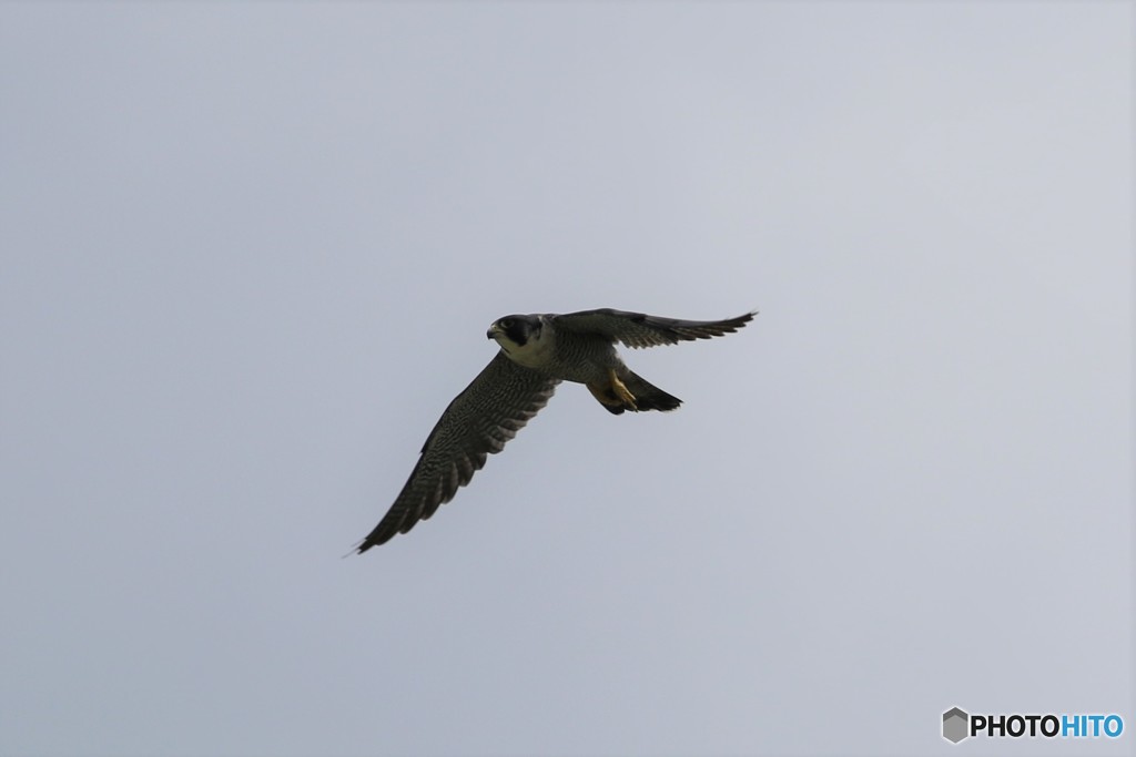 ？の鳥さん　その2