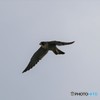 ？の鳥さん　その2