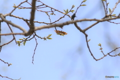 テングは木の上