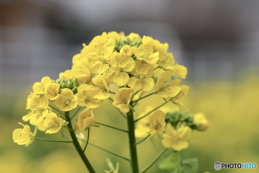 90mm散歩　菜の花