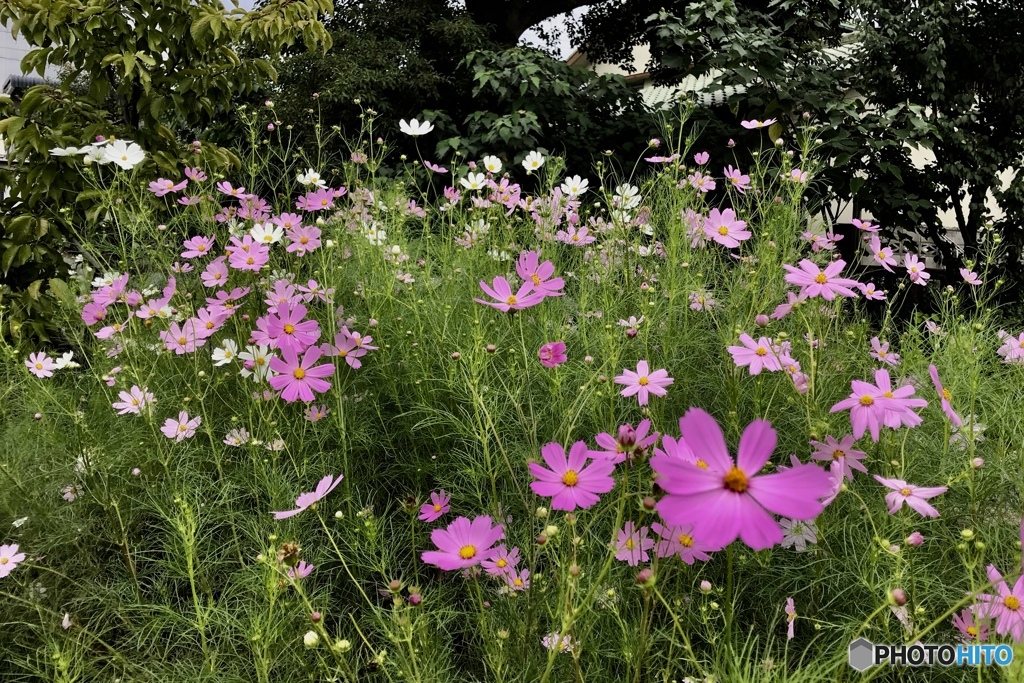 秋桜