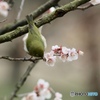 2019 梅にメジロ　４