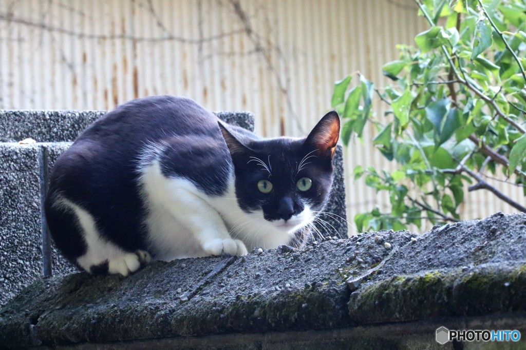 猫は見ていた・・・