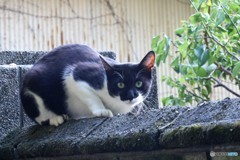 猫は見ていた・・・