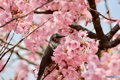 ヒヨちゃん＠陽光桜