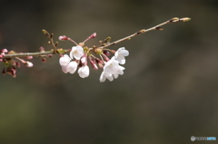 めでたく開花♪