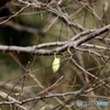 ウスタビガの繭