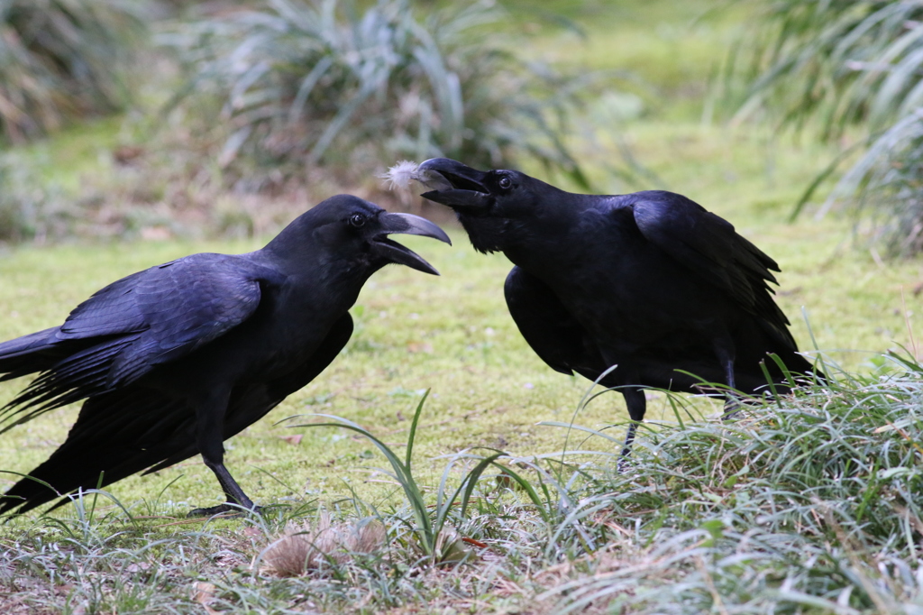 カラスさんたちの絡み