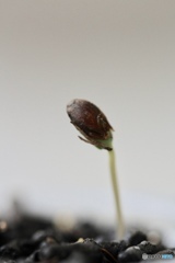 祝！発芽♬